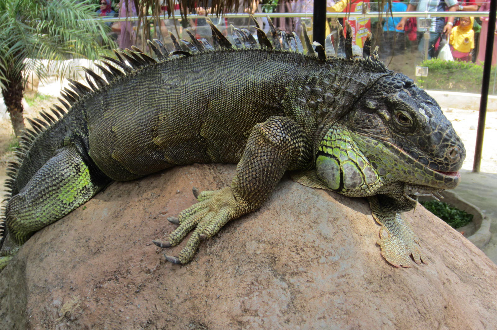 iguana Malang 02